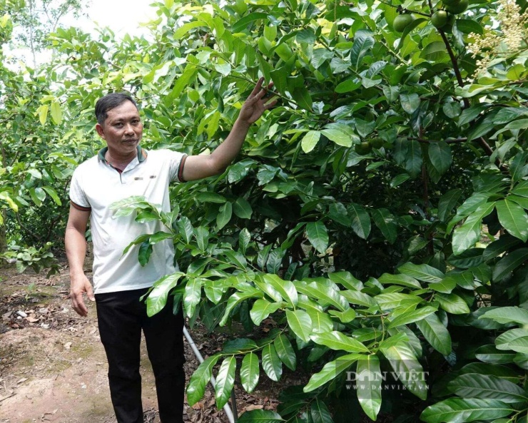 Anh Trần Hữu Thắng trồng hồng sô cô la trên đất cồn Mỹ Phước. Ảnh: H.X