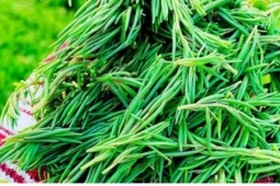 Rau mặn đặc sản được nhiều người tìm mua
