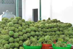 Tin vui với sầu riêng