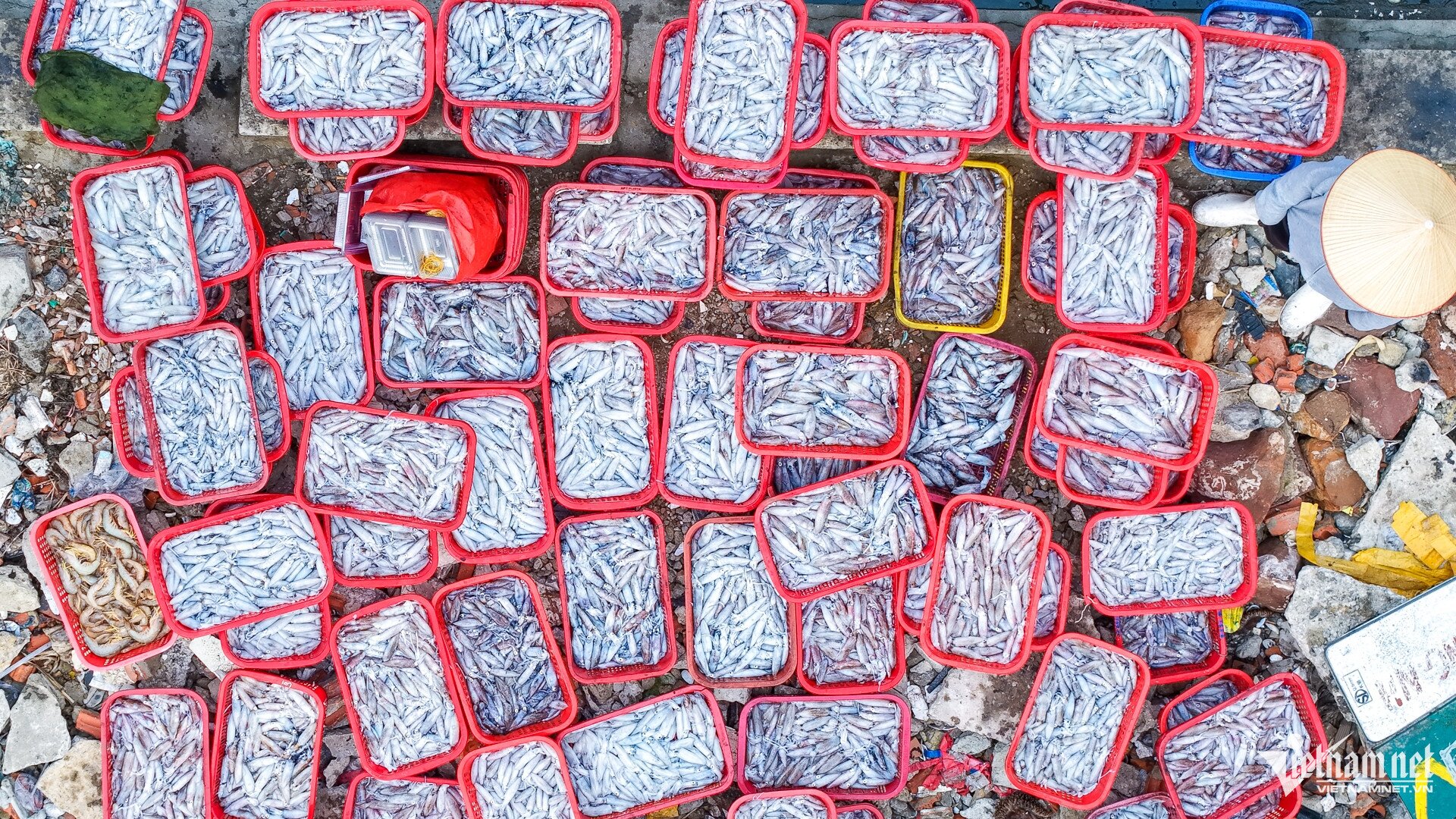 Chợ làng chài cách Hà Nội 3,5 giờ lái xe, hải sản tươi, mực từ 100.000 đồng/kg - 6