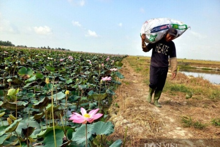 Trồng thứ cây bán tất tần tật từ củ tới lá, nông dân Vũng Tàu cũ, nay TPHCM thu hơn 200 triệu/năm từ khu ruộng xấu