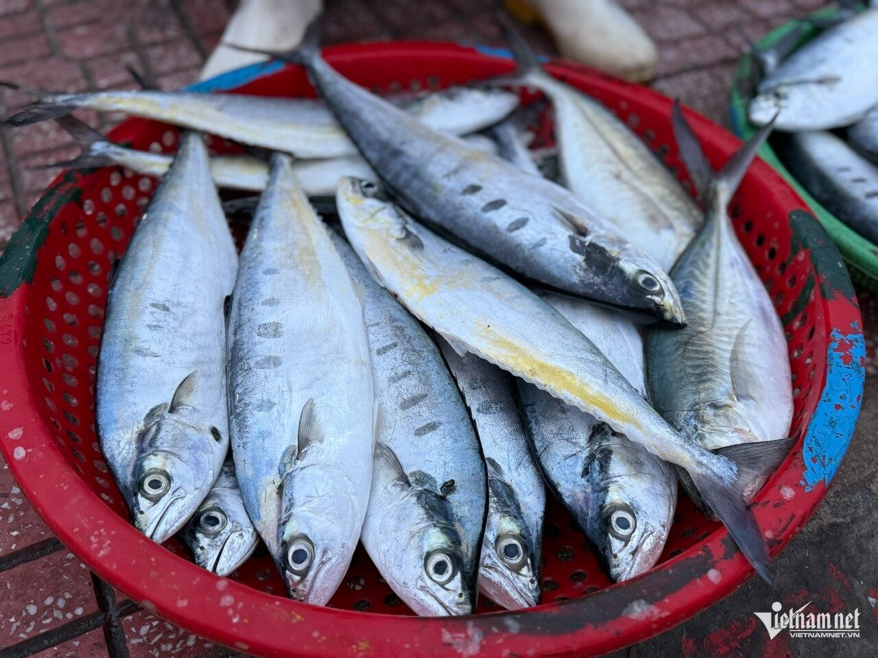 Chợ làng chài cách Hà Nội 3,5 giờ lái xe, hải sản tươi, mực từ 100.000 đồng/kg - 9