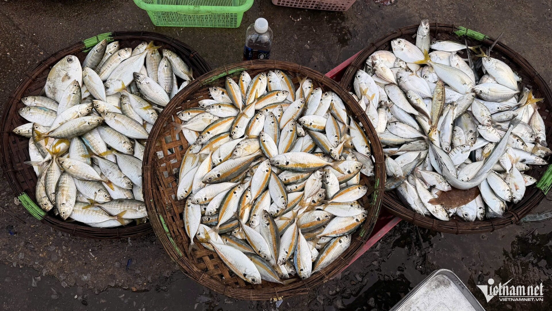Chợ làng chài cách Hà Nội 3,5 giờ lái xe, hải sản tươi, mực từ 100.000 đồng/kg - 10