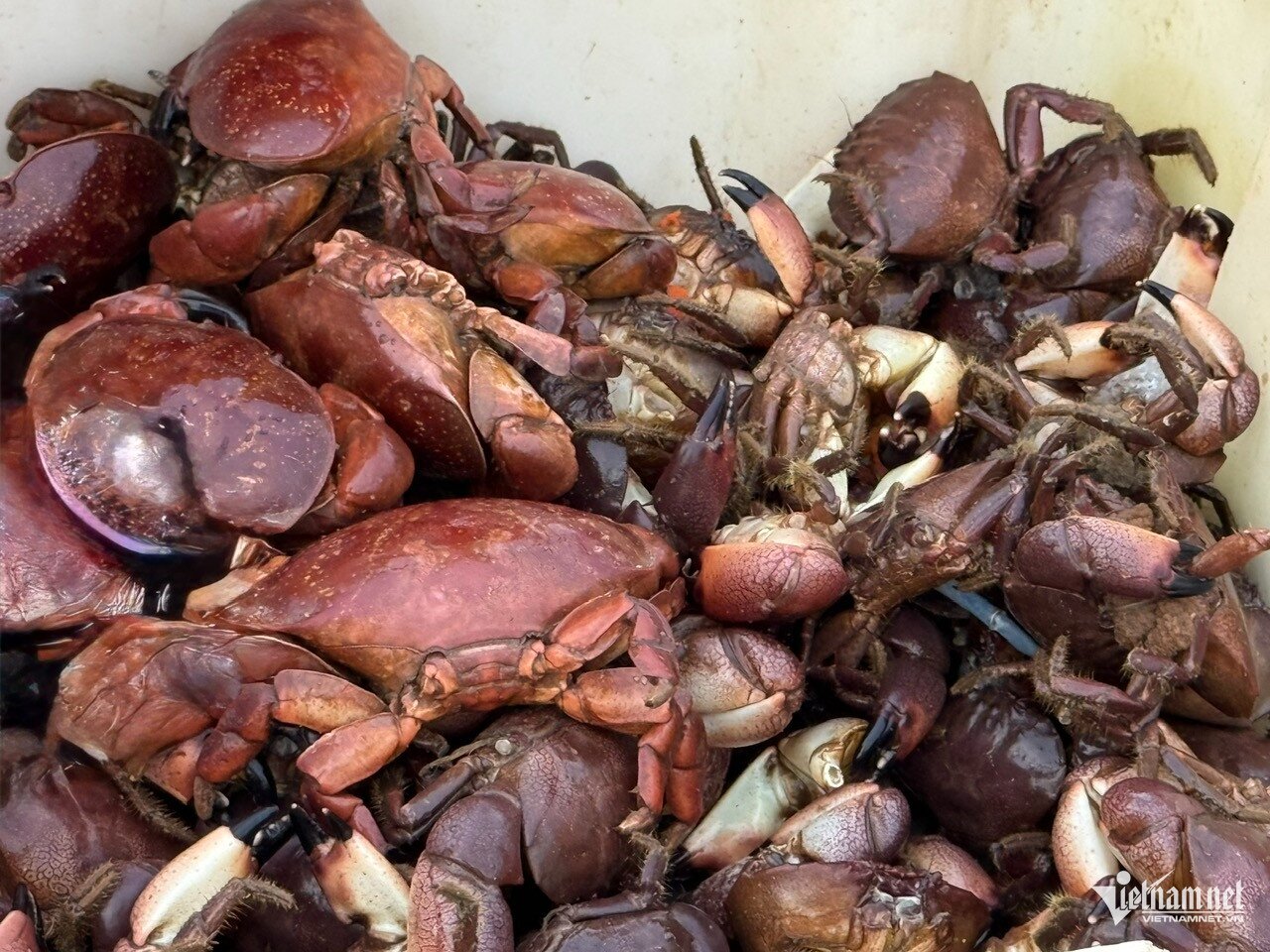 Chợ làng chài cách Hà Nội 3,5 giờ lái xe, hải sản tươi, mực từ 100.000 đồng/kg - 11