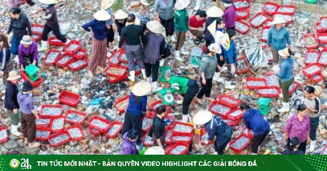 Chợ làng chài cách Hà Nội 3,5 giờ lái xe, hải sản tươi, mực từ 100.000 đồng/kg