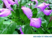 Vị thuốc quý giá rẻ lại giúp dưỡng gan, chống lão hoá cực hiệu quả