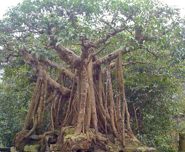 Người xưa cho rằng, loại cây này là nơi trú ngụ của âm khí, vì vậy không nên trồng trước cửa nhà.