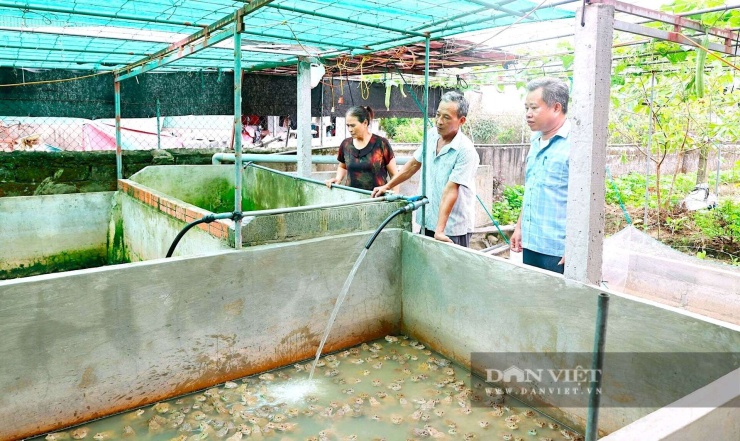 Mô hình nuôi ếch thương phẩm của ông Bùi Văn Minh ở xã Đồng Tiến (tỉnh Hà Tĩnh) bước đầu đang mang lại hiệu quả kinh tế cao, mở ra hướng phát triển mới cho nông nghiệp địa phương. Ảnh: LH