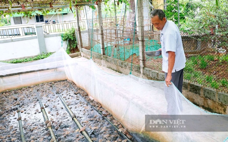Theo ông Bùi Văn Minh, nuôi ếch thương phẩm không quá khó nhưng người nuôi cần nắm vững kỹ thuật, kiểm soát tốt môi trường nước, đảm bảo thức ăn và thường xuyên theo dõi đàn ếch để đạt năng suất cao. Ảnh: LH