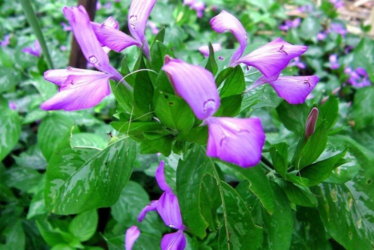 Lá cẩm không chỉ đơn thuần là một loại "phẩm màu lành tính" của thiên nhiên.