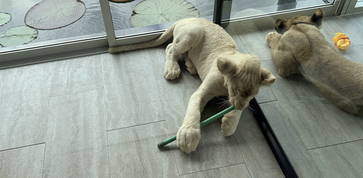 Sư tử trong quán cà phê ở Phuket. Ảnh: Lion Cafe Phuket