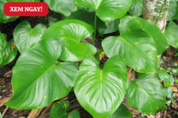 Tin tức sức khỏe - Càng để lâu càng thơm nức: Loại cây được nhiều người đau lưng, thoái hóa cột sống săn lùng