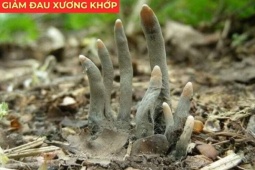 Tin tức sức khỏe - Loài cây lạ từng mọc hoang, nay “lên đời” thành “báu vật” cho người đau xương khớp
