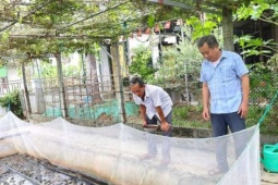 Quây lưới làm chỗ "ăn chơi" cho 13.000 con ham nhảy này, một người Hà Tĩnh hễ bán 1 lứa là cầm cục tiền lãi 100 triệu