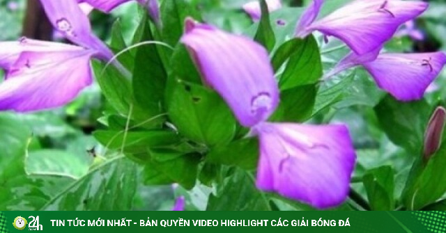 Vị thuốc quý giá rẻ lại giúp dưỡng gan, chống lão hoá cực hiệu quả