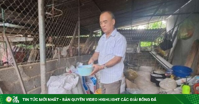 Nuôi lợn rừng bằng thức ăn sẵn có, một ông nông dân Thái Nguyên vượt qua hai lần suýt vỡ nợ ra sao?