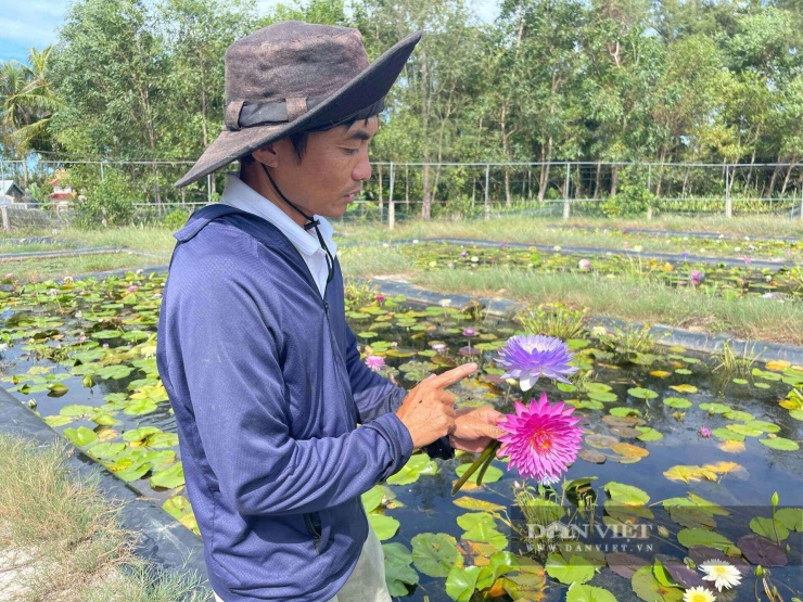 Anh Huỳnh Văn Khanh ở xã Vinh Lộc (trước đây là xã Giang Hải, huyện Phú Lộc) TP.Huế giới thiệu các giống hoa súng tại mô hình nhà vườn Hoàng Khanh. Ảnh: Nguyễn Nhi.&nbsp;