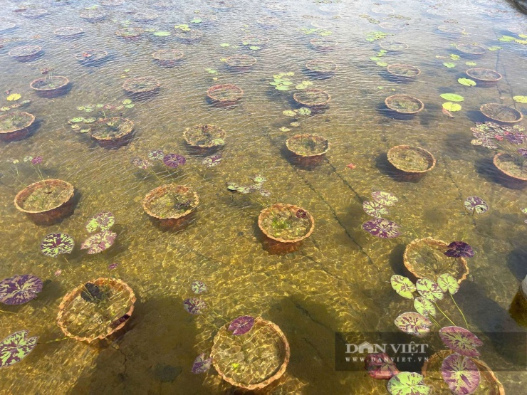 Những cây hoa súng tại mô hình của anh Khanh ở xã Vinh Lộc (trước đây là xã Giang Hải, huyện Phú Lộc) TP.Huế được trồng và chăm sóc riêng trong từng chậu, tạo điều kiện thuận lợi để cây sinh trưởng và phát triển. Ảnh: Nguyễn Nhi.&nbsp;