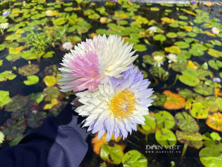 Những bông hoa súng với màu sắc độc đáo được lai tạo giữa nhiều giống khác nhau, mang lại giá trị kinh tế cao cho mô hình của anh Khanh ở xã Vinh Lộc (trước đây là xã Giang Hải, huyện Phú Lộc) TP.Huế. Ảnh: Trang Phương.&nbsp;