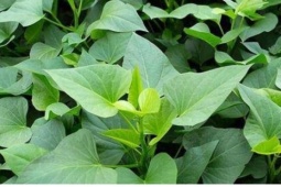 Loại rau giá rẻ như cho, ăn vào bổ đủ đường
