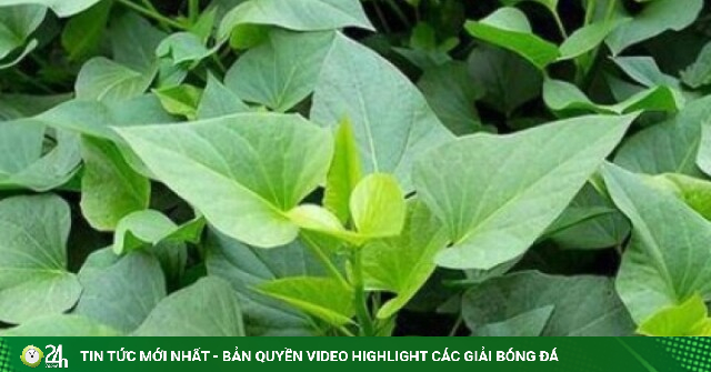 Loại rau giá rẻ như cho, ăn vào bổ đủ đường