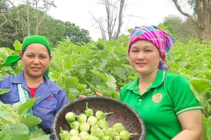 Ở Khe Ngậu tại Nghệ An dân bản trồng thứ quả đặc sản gọi là cà ngọt, hái là thương lái tới mua mà sao dân vẫn kém vui