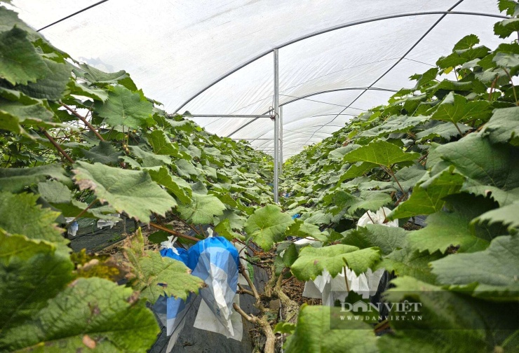 Vườn nho sữa được ông Phạm Đình Phùng ở xã Minh Hợp, tỉnh Nghệ An đầu tư bài bản. Nhờ thế cây nho sữa vượt qua điều kiện thời tiết khắc nghiệt của Nghệ An, phát triển tốt. Ảnh: N.T