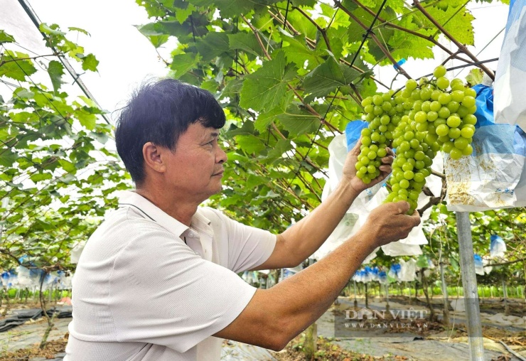 Vườn nho sữa cho từng chùm quả to, khiến người dân ở xã Minh Hợp, tỉnh Nghệ An rất bất ngờ. Nhiều người tới thăm vườn nho sữa của ông Phùng ai cũng "bái phục". Ảnh: N.T