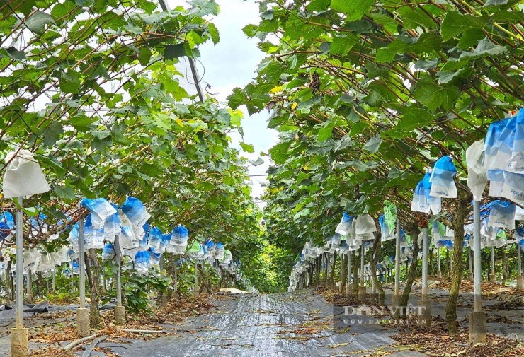 Vườn nho sữa được ông Phạm Đình Phùng ở xã Minh Hợp, tỉnh Nghệ An đầu tư bài bản. Nhờ thế cây nho sữa vượt qua điều kiện thời tiết khắc nghiệt của Nghệ An, phát triển tốt. Ảnh: N.T