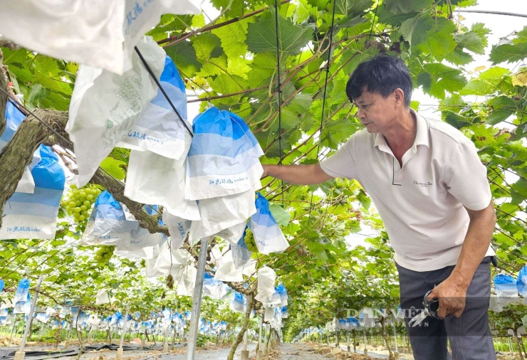 Ông Phùng ở xã Minh Hợp, tỉnh Nghệ An bán nho sữa với giá giao động từ 240.000 đồng đến 270.000 đồng/kg. Nho sữa ngon, sạch nên người tiêu dùng rất ưa chuộng. Ảnh: N.T