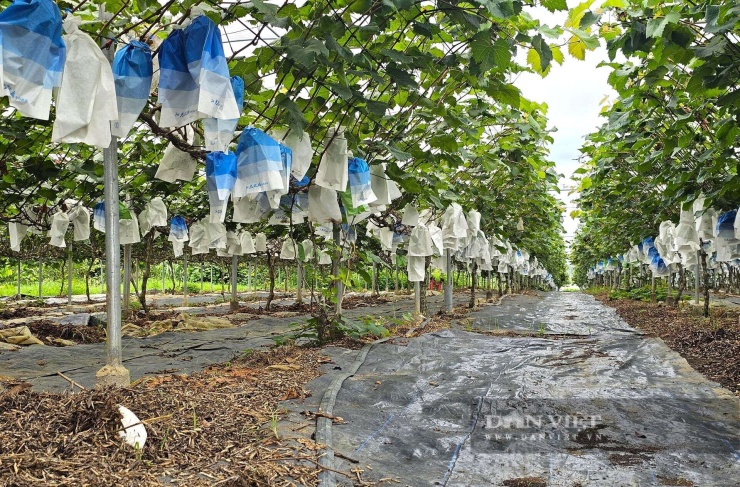 Vườn nho sữa cho từng chùm quả to, khiến người dân ở xã Minh Hợp, tỉnh Nghệ An rất bất ngờ. Nhiều người tới thăm vườn nho sữa của ông Phùng ai cũng "bái phục". Ảnh: N.T