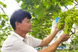 “Ông trùm” từng thu tiền tỷ từ quả cam đặc sản, nay trồng vườn nho sữa cho chùm quả to đùng, ai cũng bất ngờ