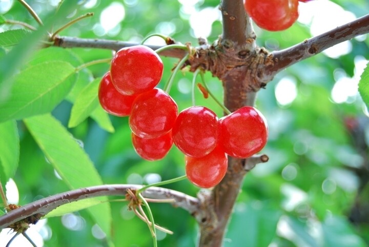 Mùa thu hoạch anh đào Sato Nishiki là từ giữa đến cuối tháng 6. Khi đó quả chuyển sang màu đỏ đậm và cuống dễ dàng tách rời khỏi cành một cách tự nhiên. Quả lúc này đạt độ ngọt cao nhất và vị chua giảm rõ rệt. (Ảnh: Visit Yamagata)