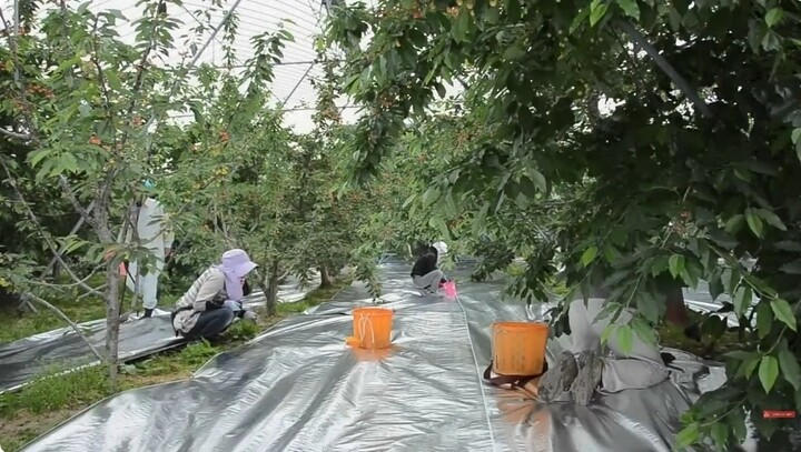 Để trái cherry nhận được ánh sáng ở cả trên và dưới, người nông dân trải tấm bạt phản quang bên dưới. (Ảnh chụp màn hình: Noal Farm)
