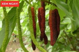 Tin tức sức khỏe - Loại quả vào mùa bán đầy chợ hóa ra là “báu vật” giúp xương khớp dẻo dai ít người biết