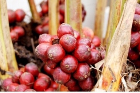 Nữ hoàng gia vị là thuốc quý giúp tiêu hóa tốt, lại bổ tim