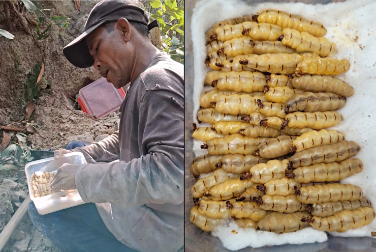 Luồn rừng đào 'sung thần dược', 'vàng đen', U50 Đồng Nai thu tiền triệu