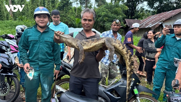 Cá sấu đã bị bắt
