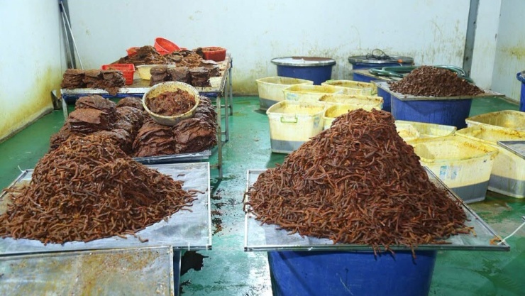 Nguyên liệu đang được chế biến (ảnh: CA)