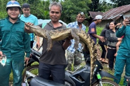 Bắt được cá sấu nặng hơn 10kg dưới suối ở Đồng Nai
