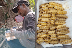 Luồn rừng đào 'sung thần dược', 'vàng đen', U50 Đồng Nai thu tiền triệu