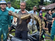 Bắt được cá sấu nặng hơn 10kg dưới suối ở Đồng Nai