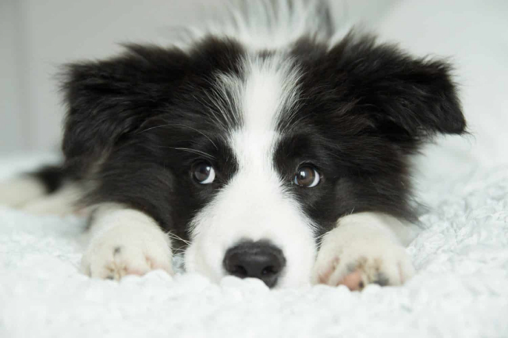 Một chú chó Border Collie nổi tiếng với trí thông minh bậc nhất.