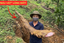Tin tức sức khỏe - Việt Nam có một “báu vật dưới lòng đất” dài cả mét, tuy xấu xí nhưng siêu bổ dưỡng cho bàng quang!