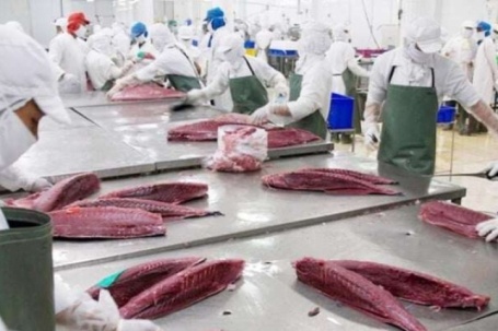 Một loài cá đắt tiền ở Việt Nam đang được Mỹ chi hàng chục triệu USD mua, Chile, Canada cũng tăng mua