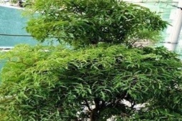 Muốn gia đạo yên ấm, tiền tài không thất thoát, đặt ngay cây đinh lăng ở vị trí này