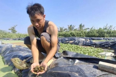 Nuôi con gì dưới ao bèo, chả thấy nghịch nước bao giờ, nông dân Hải Phòng lấy sào vớt lên bán đắt hàng như tôm tươi