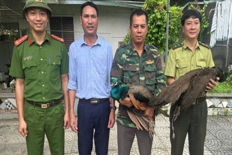 Người dân Nghệ An bắt được 2 cá thể công quý hiếm