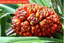 Tin tức sức khỏe - Loài quả bị bỏ quên trên sạp chợ dùng cực tốt cho người bị đờm, ho, khó thở