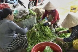 Lội ruộng hái loại rau ngon mà không phải trồng cũng chả phải chăm, nông dân Cà Mau bỏ túi gần nửa triệu đồng mỗi ngày